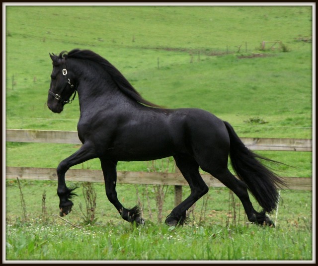 Лошадь восточно-фризской породы в движении, фото