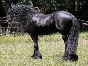 Лошадь восточно-фризской породы с длинной гривой, фото
