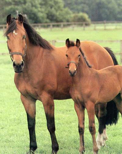 Лошадь породы Делибоз с жеребенком, фото