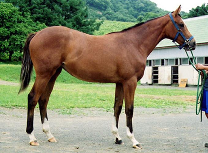 Лошадь породы Делибоз, фото