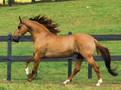 Лошадь породы Камполина, фото