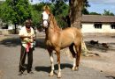 Лошади породы Катхиавари