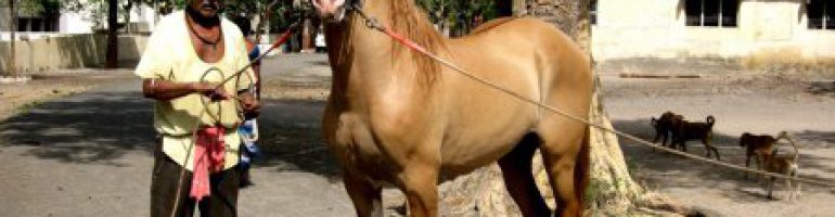 Лошади породы Катхиавари