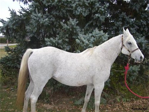 Лошадь породы Квараб, фото