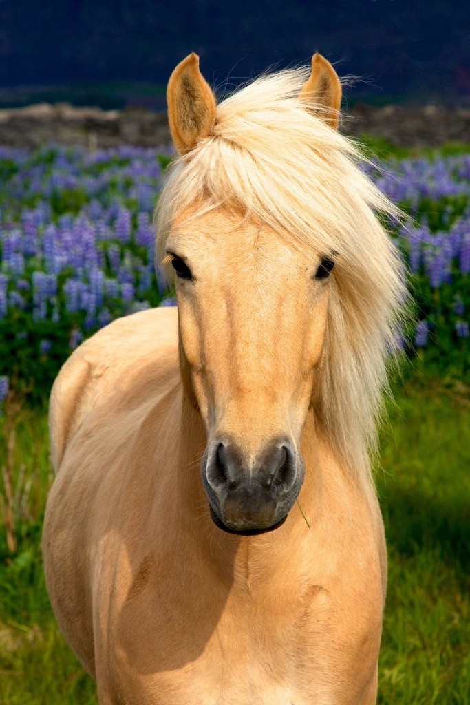 Лошадь породы Лосино в заповеднике, фото