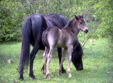 Лошадь породы Лосино с жеребенком, фото