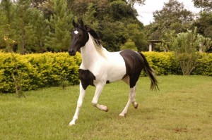 Лошадь породы Мангаларга Маршадор, фото