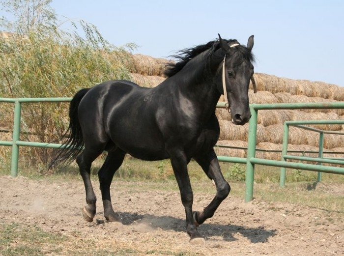 Лошадь породы Нониус на пробежке, фото