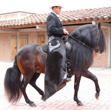 Лошадь породы Пасо Финно с наездником, фото
