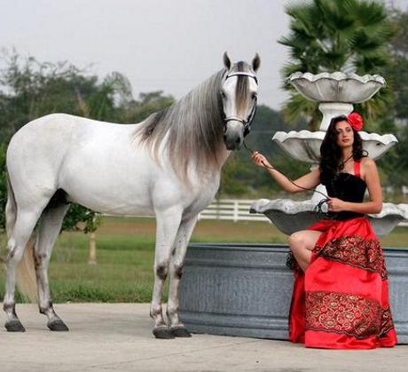 Лошадь породы Пасо Финно с цыганкой, фото