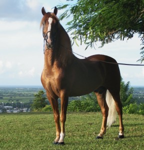 Лошадь породы Пасо Фино, фото