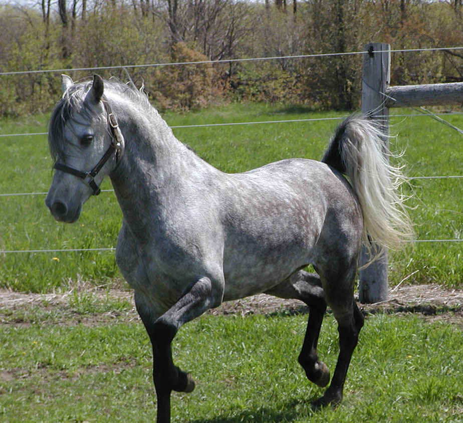 Лошадь породы Пасо Фино, фото