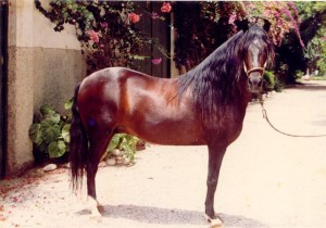 Лошадь породы Перуанский пасо, фото