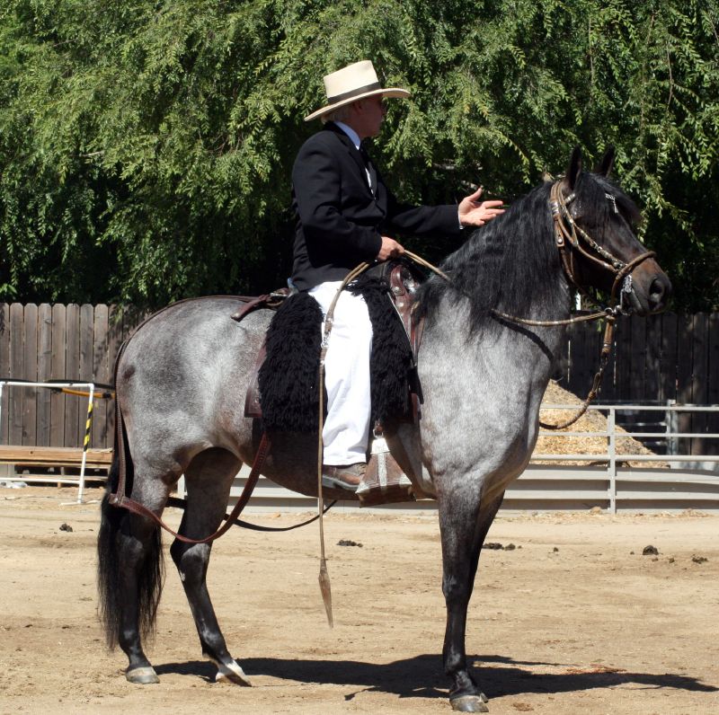Лошадь породы Перуанский пасо с наездником, фото