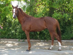 Лошадь породы Плевен, фото