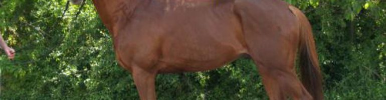 Лошадь породы Плевен