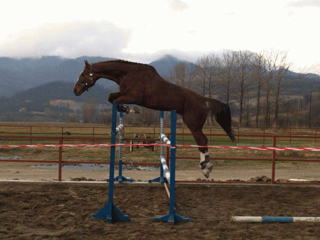 Лошадь породы Плевен в прыжке, фото