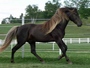 Лошадь породы Роки Маунтин, фото