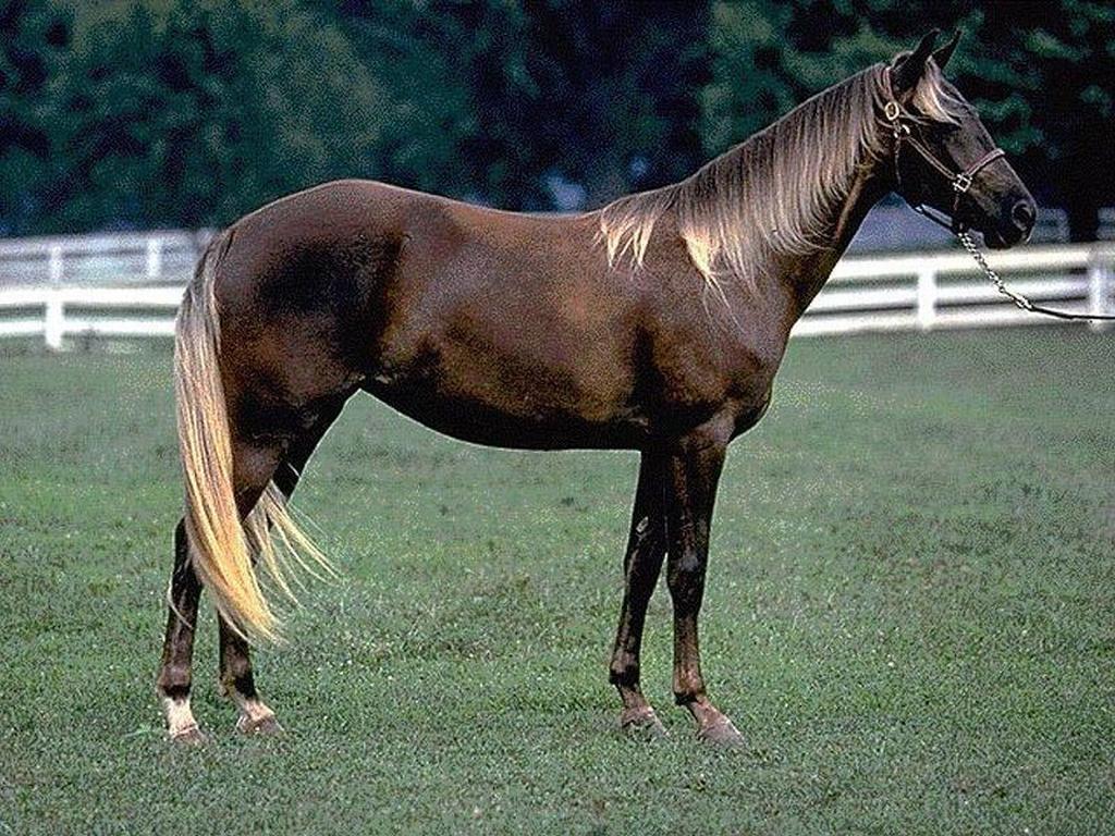 Лошадь породы Роки Маунтин, фото