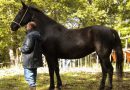 Лошадь породы Сан Фрателло