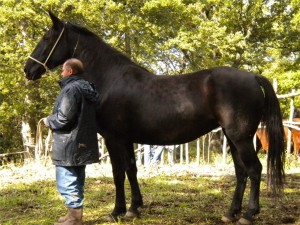 Лошадь породы Сан Фрателло с хозяином, фото