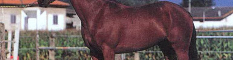 Лошади породы Салерно