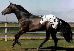 Лошадь породы Уокалуза на бегу, фото