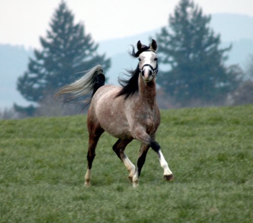 Лошадь породы Шагия араб бежит по лугу, фото