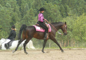 Лошадь породы Шагия араб во время езды, фото