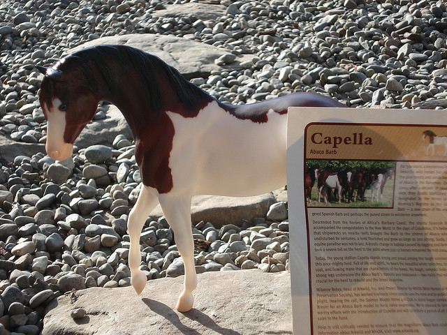Лошадь породы абако-барб, фото