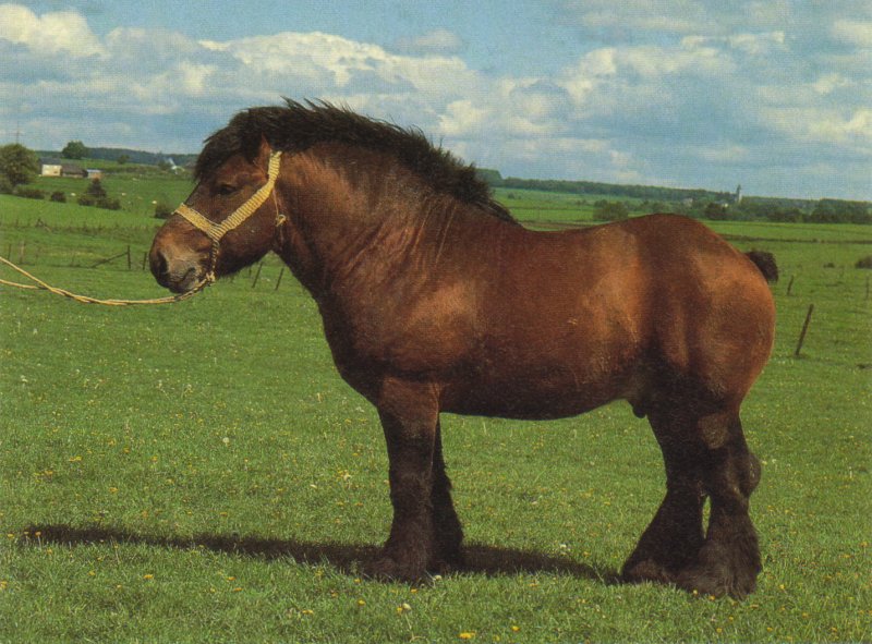 Лошадь породы арден, фото