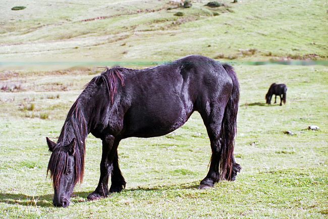 Лошадь породы арьежуаз, фото