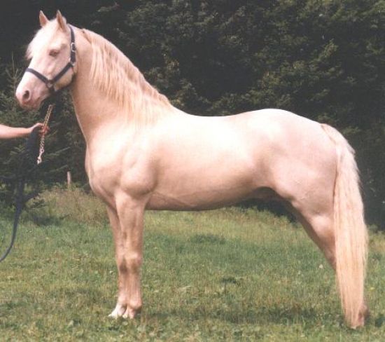 Лошадь породы морган молочного цвета, фото
