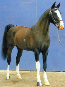 Лошадь породы хакне, фото