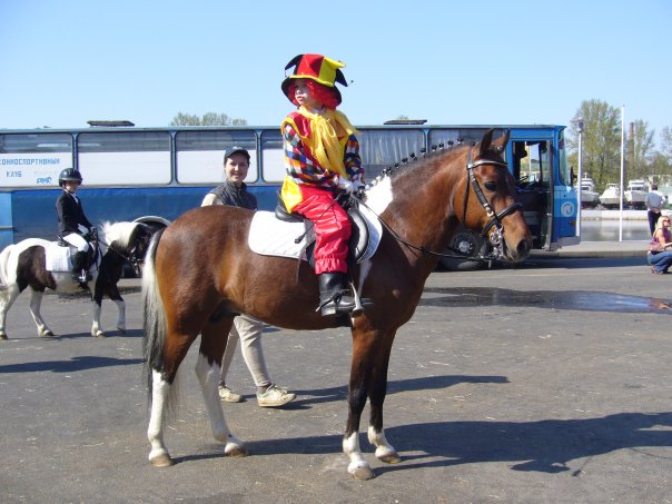 Лошадь породы хакне с цирковым работником, фото