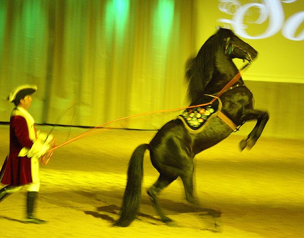 Меноркская лошадь на сцене, фото