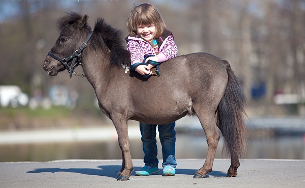 Миниатюрные лошади породы Фалабелла с ребенком, фото