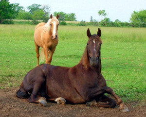 Рассмотрите фотографию лошади породы миссурийский фокстроттер огэ