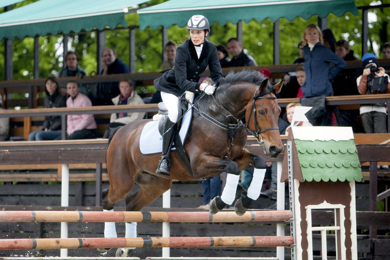 Баварская теплокровная лошадь, фото