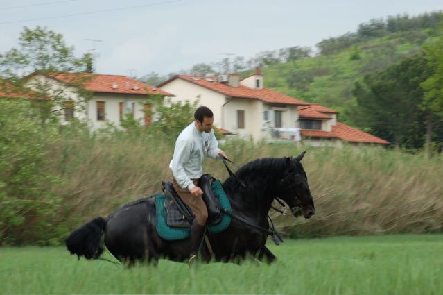 Наездник скачет на лошади породы Мареммано, фото