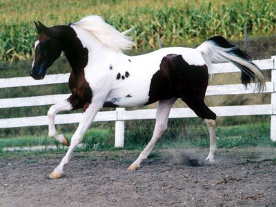 Национальная шоу-лошадь, фото