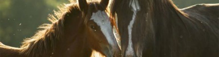 Шайры — лошадиная порода скакунов