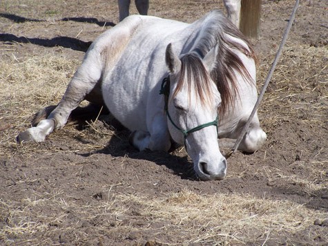 Отдыхающая лошадь породы Флоридский Крэкер, фото