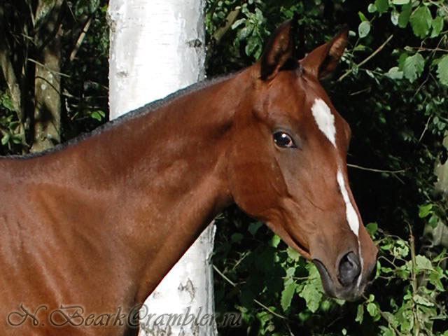 Персидская лошадь, фото