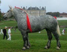 Першерон — лошадиная порода