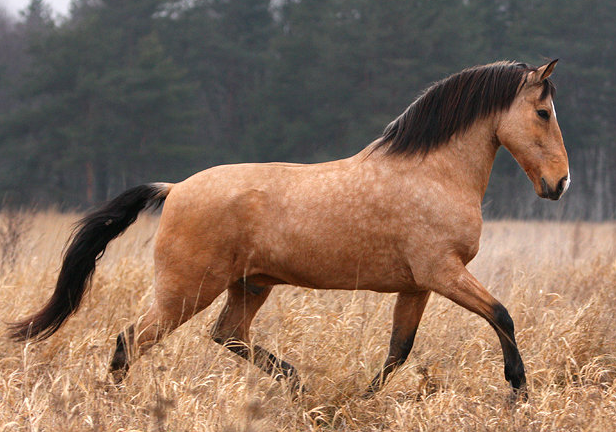 Португальская лошадь, фото