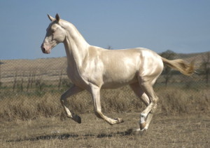 Прыгающая Ахалтекинская лошадь, фото