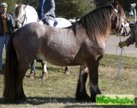 Бельгийская рабочая лошадь, фото
