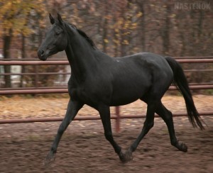 Русская верховая лошадь, фото