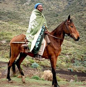 Лошади породы Басуто, фото